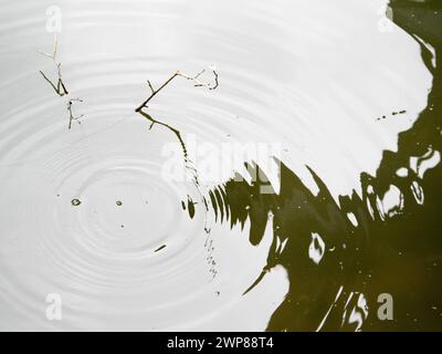 Underneath an abandoned railway bridge over the River Thames at Kennington, a vision of the abstract beauty of reflections and ripples. Stock Photo
