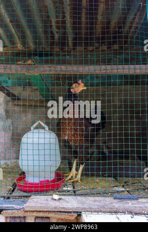 A hen in a cage is standing next to her food and drink containers.The chicken cage is made of wood, wire barriers and a zinc roof. Stock Photo