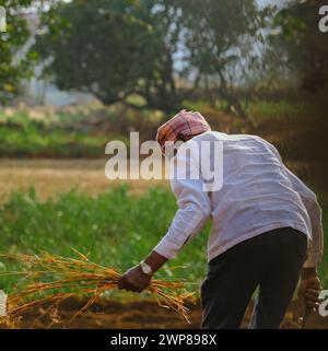 India farmer busy working on agricultural farmland by using hand hoe or garden spade - Concept of rural Indian lifestyle during harvesting season Stock Photo