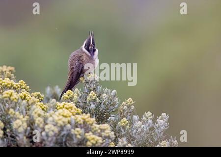 Buffy Helmetcrest Hummingbird Perched in Colombia South America Stock Photo