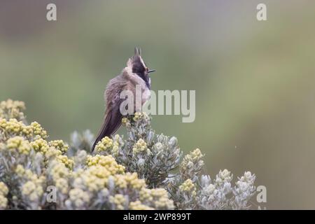 Buffy Helmetcrest Hummingbird Perched in Colombia South America Stock Photo