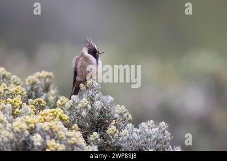 Buffy Helmetcrest Hummingbird Perched in Colombia South America Stock Photo