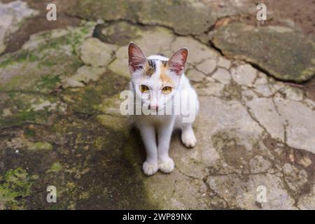 A street calico cat with yellow eyes was sitting on a mossy and damaged road. Stock Photo