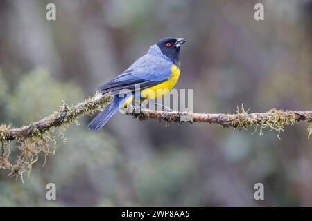 Hooded Mountain-Tanager in Colombia South America Stock Photo