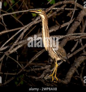 A green heron perched on tree trunk Stock Photo