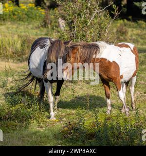 Wild ponies at Grayson Highlands, Virginia. Appalachian Trail Stock Photo