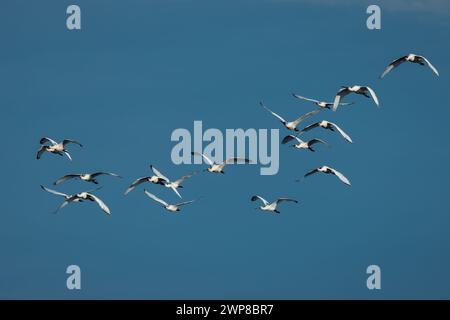 A flock of Eurasian spoonbill birds soaring in a blue sky Stock Photo