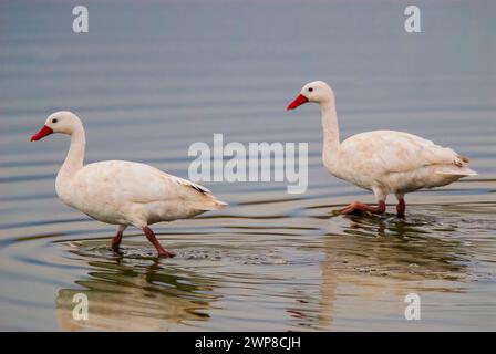 Coscoroba swan swimming in a lagoon , La Pampa Province, Patagonia, Argentina. Stock Photo