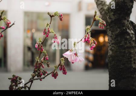 Flowers blooming near a grand tree in a courtyard Stock Photo