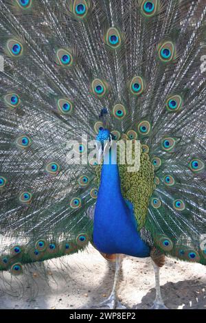 Peacock with feathers out Stock Photo