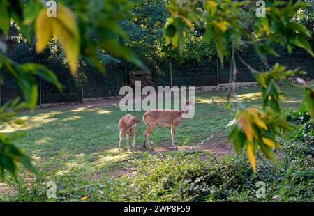 Goat. Prague Zoo is one of the best zoos in the world. A young goat with a kid. Zoo located in Prague, Czech Republic. One of the best zoos on the pla Stock Photo