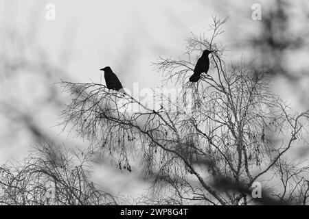 The crows perched on tree branches with few leaves, under a cloudy sky Stock Photo