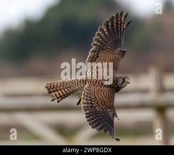 flight hunter falcon raptor feathers beak kestrel attack beaks wing ...