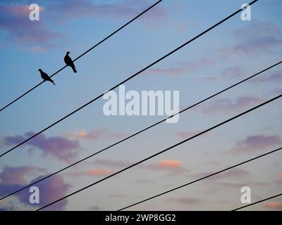 Birds gather and rest on wires early in the morning. And they seem to have favourite place for this daily ritual .I thought I knew all of them in and Stock Photo