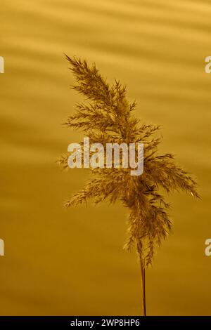 the head of a common reed with water in the background all adjusted to a golden color Stock Photo
