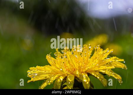 Yellow daisies bloom after the rain and the pollen grains are covered with water droplets. Stock Photo