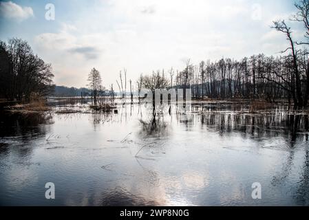 Flooded forests and fields, flooding in the natural landscape. Stock Photo
