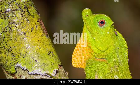 Hump-nosed Lizard, Lyriocephalus scutatus, Sinharaja National Park Rain Forest, Sinharaja Forest Reserve, World Heritage Site, UNESCO, Biosphere Reser Stock Photo