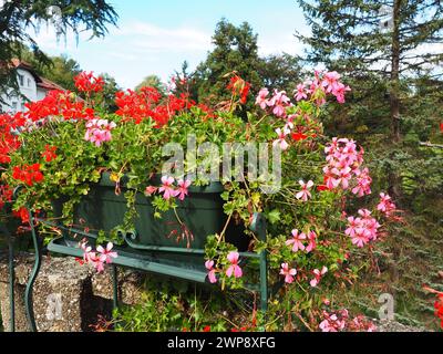 Blooming red pink ivy geranium pelargonium in the vertical design of landscaping of streets and parks. Beautiful large pelargonium geranium cranesbill Stock Photo