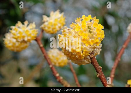 Yellow Edgeworthia chrysantha ÔGrandifloraÕ, also known as Japanese Paperbush or Worthingtonia, in flower. Stock Photo