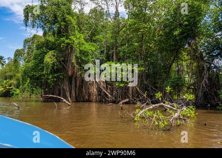 Big trees, mangrove, banyan tree and palm tree on bank of river Bentota Ganga, from boat on river safari. Sri Lanka. Stock Photo