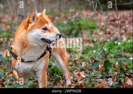 Portrait of a dog. One red Shiba Inu standing on meadow. Outdoors. Stock Photo