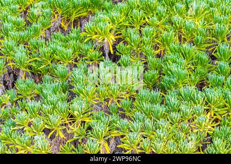 Tropical mexican caribbean beach nature with plants palm trees and fir trees in jungle forest nature with  blue sky and beach sand in Playa del Carmen Stock Photo