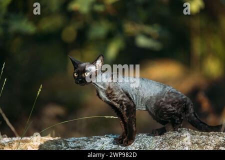 Cute Funny Curious Playful Gray Black Devon Rex Cat sitting on fallen tree trunk in forest, garden. Obedient Devon Rex Cat With Cream Fur Color Stock Photo