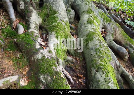 roots covered with green moss. Banja Koviljaca, Serbia, terraces park. The root is the underground part of the plant, which serves to strengthen it in Stock Photo