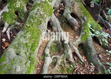 roots covered with green moss. Banja Koviljaca, Serbia, terraces park. The root is the underground part of the plant, which serves to strengthen it in Stock Photo