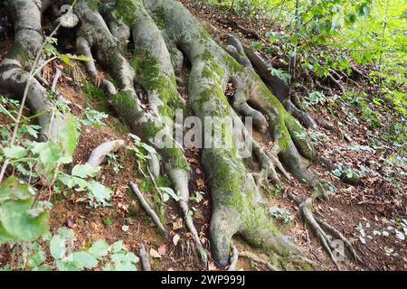 roots covered with green moss. Banja Koviljaca, Serbia, terraces park. The root is the underground part of the plant, which serves to strengthen it in Stock Photo