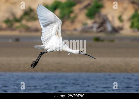 A royal spoonbill (Platalea regia) also known as the black-billed spoonbill, in flight near the Pacific Ocean mouth of the Tahakopa river. Stock Photo