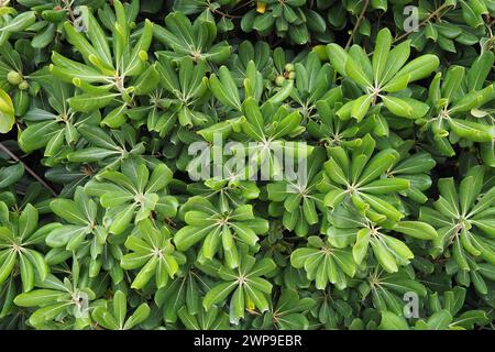 Pittosporum is a genus of 200 species of flowering plants in the family Pittosporaceae. They are commonly known as pittosporums or cheesewoods. Green Stock Photo