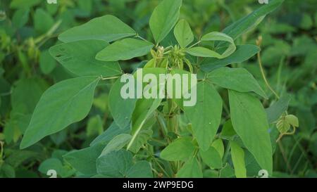 Desmodium tortuosum (twisted tick trefoil, dixie tick trefoil, tall tick clover, Florida beggarweed, jalakan, petet) grass Stock Photo