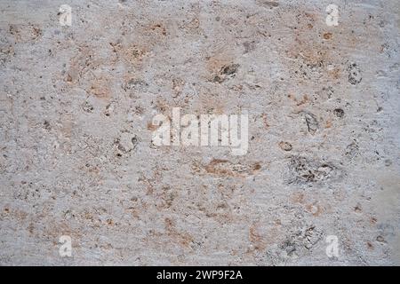 Animal Shell Limestone Shell rock is a sedimentary rock. One of the varieties of limestone ...