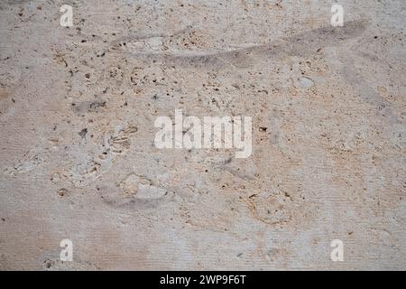 Animal Shell Limestone Shell rock is a sedimentary rock. One of the varieties of limestone ...