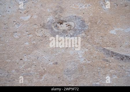 Sedimentary Rocks Containing Shells Shell rock is a sedimentary rock. One of the varieties of limestone ...