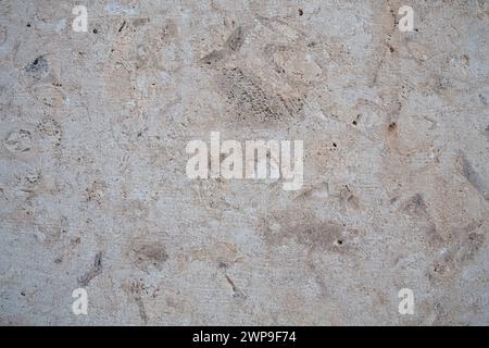 Animal Shell Limestone Shell rock is a sedimentary rock. One of the varieties of limestone ...