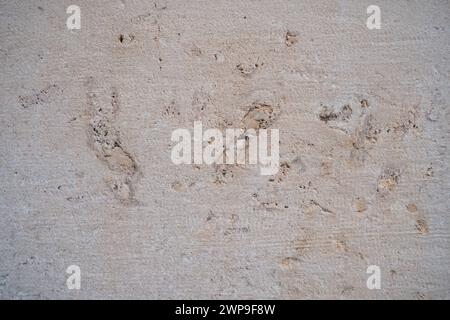Animal Shell Limestone Shell rock is a sedimentary rock. One of the varieties of limestone ...