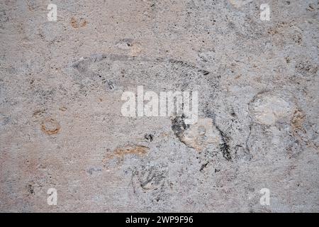 Sedimentary Rocks Containing Shells Shell rock is a sedimentary rock. One of the varieties of limestone ...