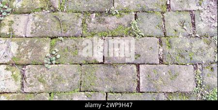 Old paving stones. Gray rectangular stones laid like tiles. Damp ancient path. Stones with moss, grass, leaves and soil. Retro. Stone texture for the Stock Photo