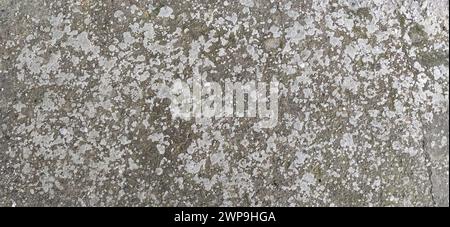 Old concrete covered with gray moss. Terry moss on the stone. Vegetation on a grey background Stock Photo