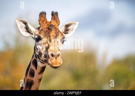 Front on view of a Rothschild giraffe, Giraffa camelopardalis camelopardalis, against green foliage and blue sky background. Space for text. Stock Photo