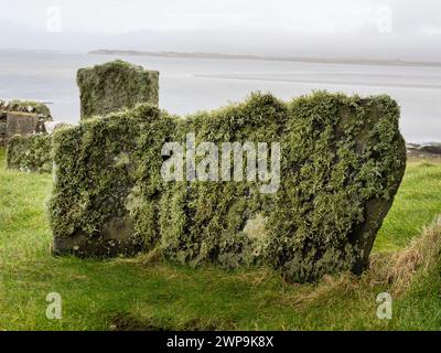 Reindeer moss on old grave sotnes next to Kilnave Chapel on Loch Gruinart, Islay, Scotland, UK, that was built around late 1300's. Stock Photo