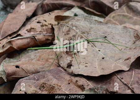 Giant Vietnamese stick bug (female) Stock Photo