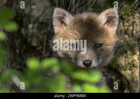 Fox cub portrait in the forest, Switzerland Stock Photo