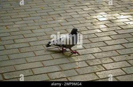 A city pigeon walks on stone tiles Stock Photo