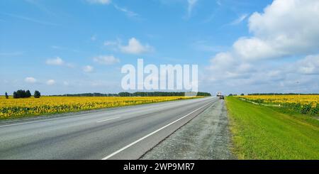 Green grass next to an asphalt road that runs between fields of yellow sunflowers against a blue sky and clouds Stock Photo