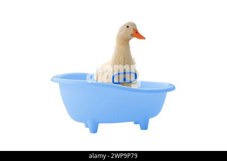 duck bathes in bathroom on a white background Stock Photo