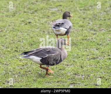 Greenland White Fronted Goose, Anser albifrons flavirostris on Islay, Scotland, UK. Stock Photo